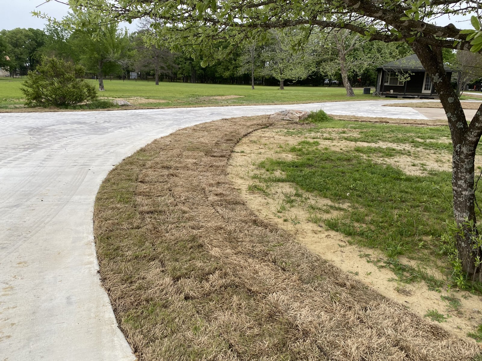 Curved concrete driveway edged with newly laid sod